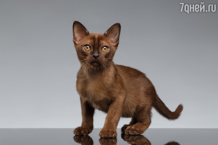 Европейская Бурманская кошка