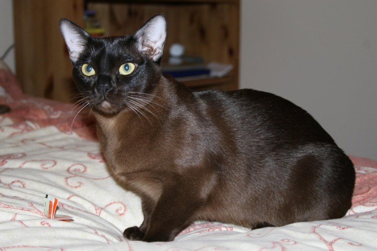 Шоколадные кошки порода Бурма