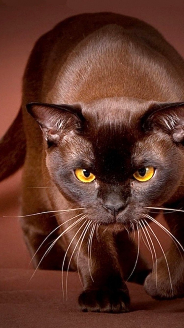 Бурманская кошка