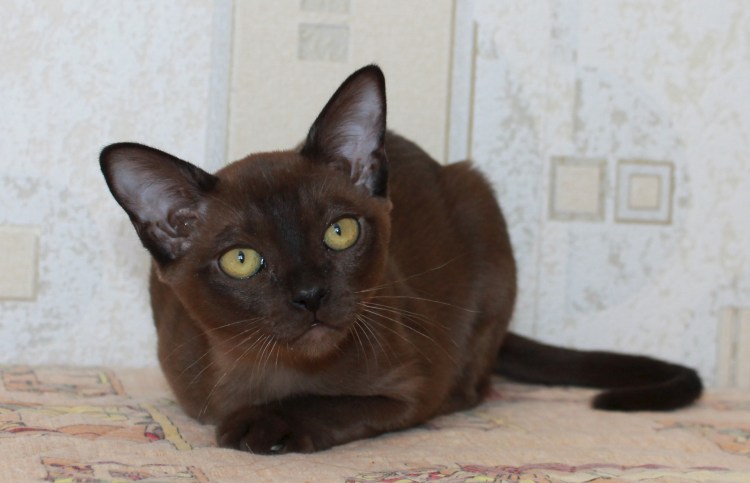 Европейская Бурма