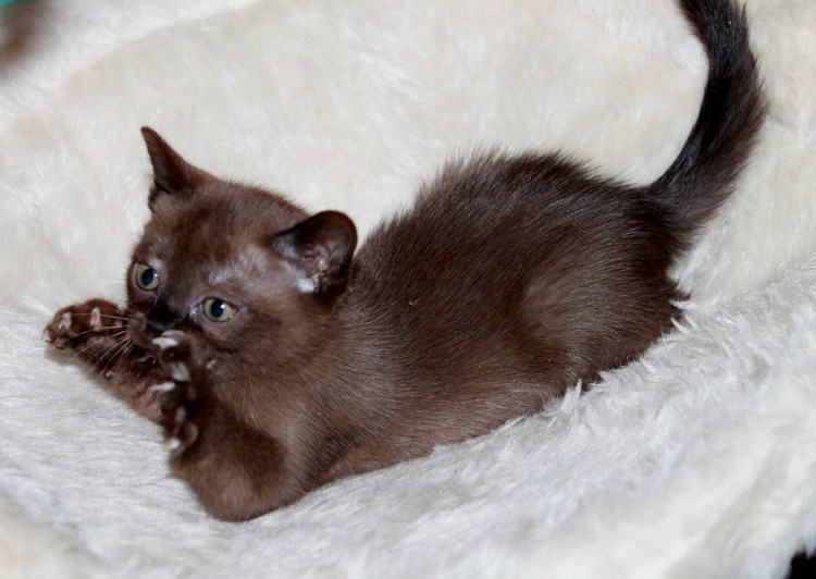 Европейская Бурма кошка