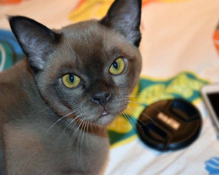 Бурманская кошка