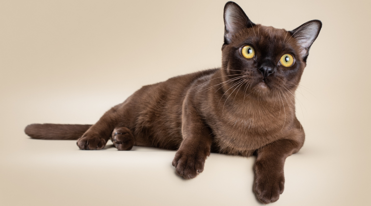 Бурма кошка