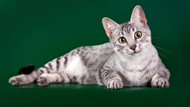 Египетская МАУ кошка