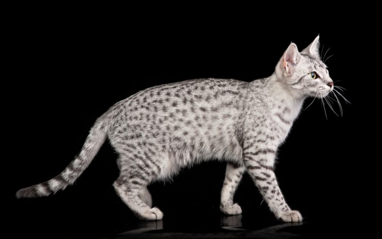 Египетская МАУ серебристая