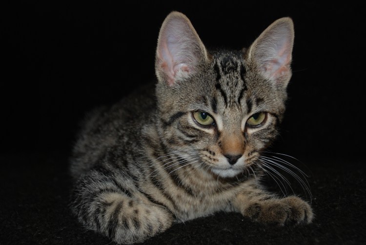 Египетский МАУ бенгал