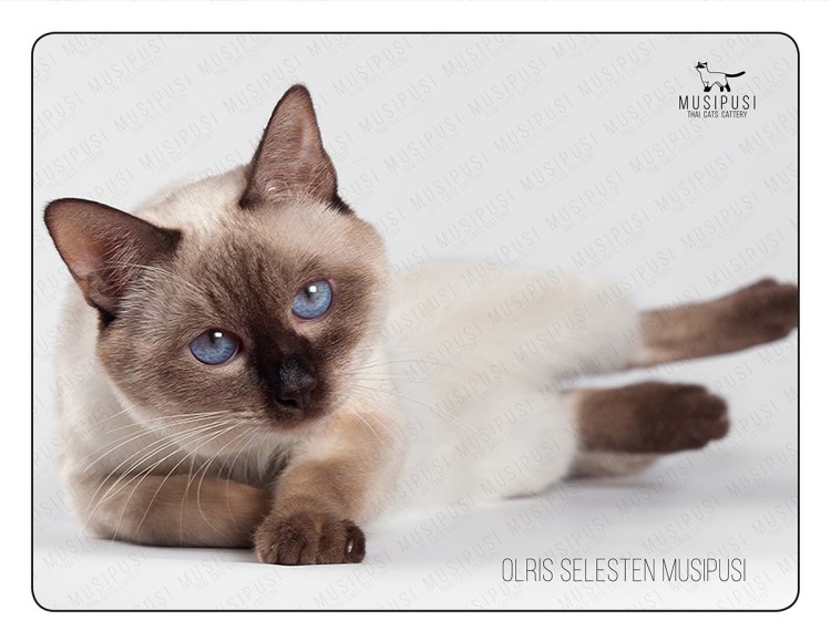 Шоколад тебби Пойнт тайская кошка