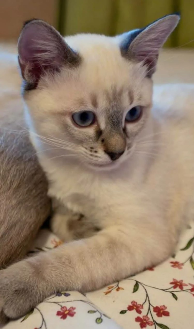 Блю тебби Пойнт тайская