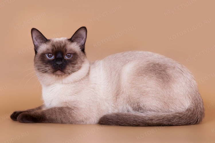 Тайская порода кошек сил Пойнт