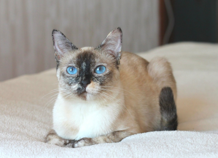 Королевский сиамский кот