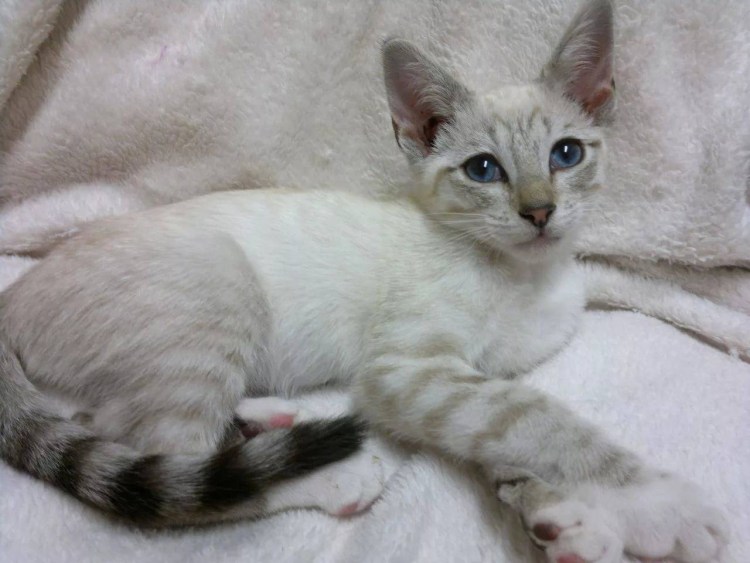 Тайская кошка табби Пойнт