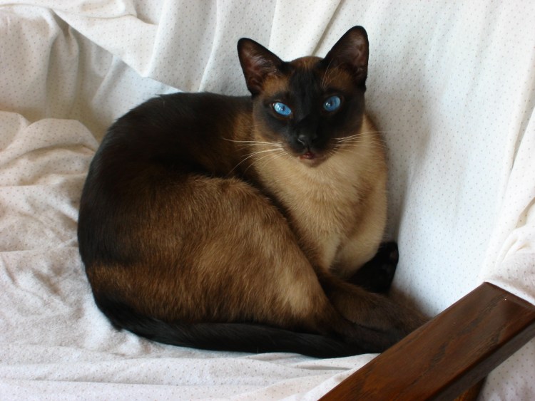 Тайский кот сил тебби Пойнт