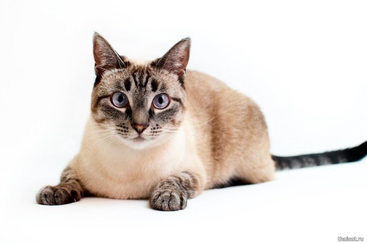 Сил поинт сиамские кошки