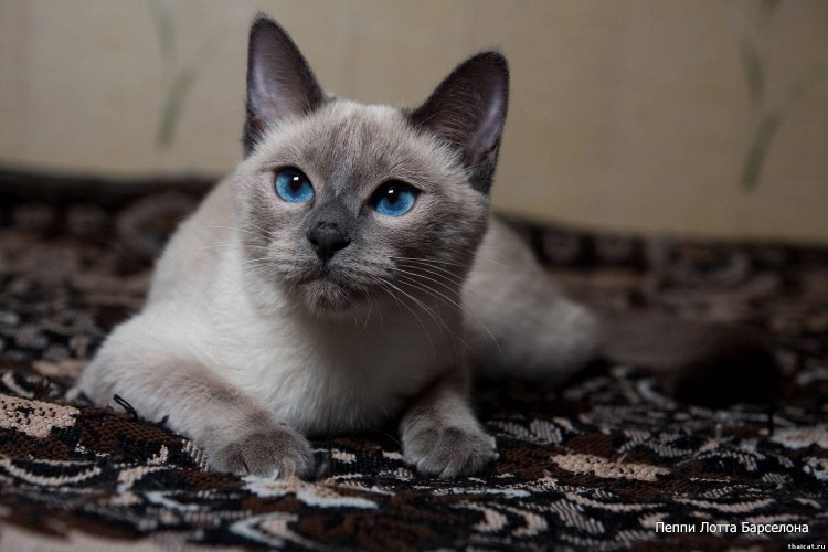 Тайская кошка Блю аоинт