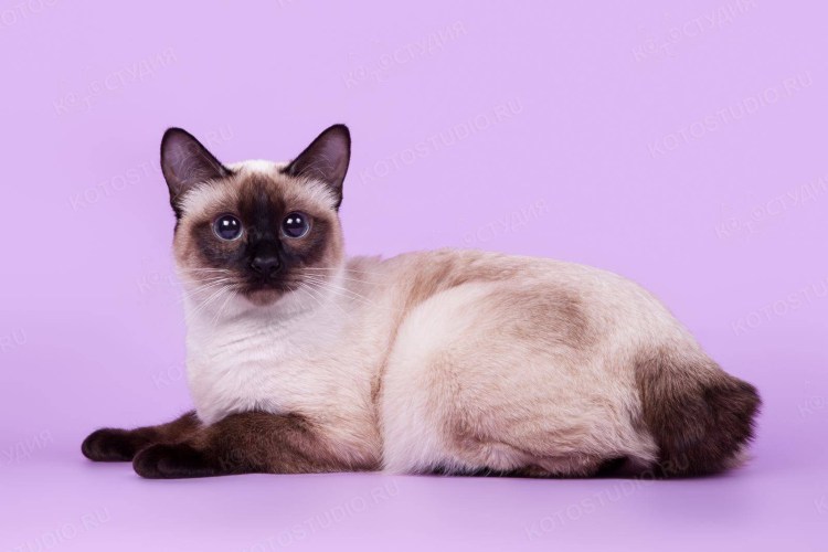 Сиамская кошка