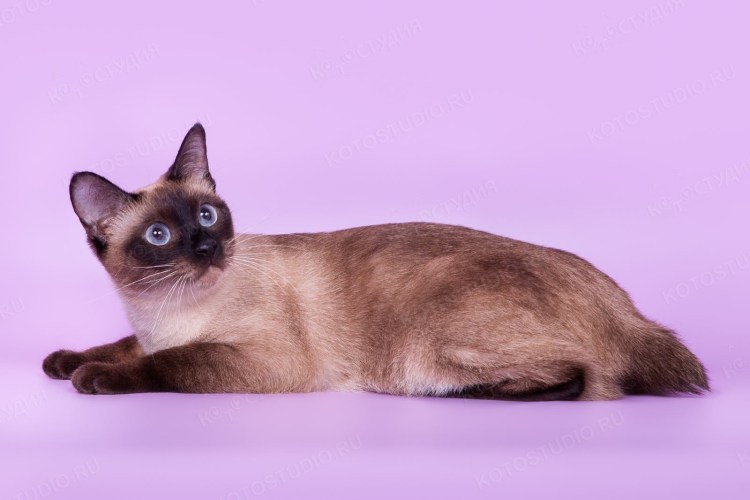 Меконгский бобтейл кошка