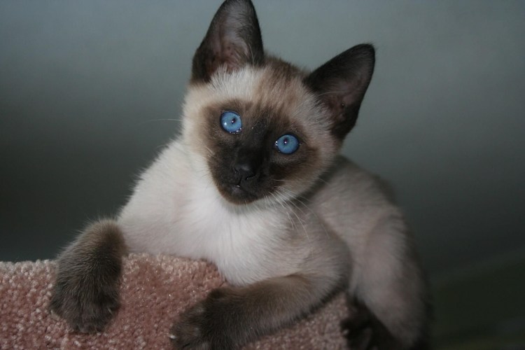 Сноу Шу Блю Пойнт