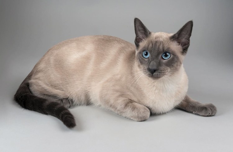 Тайская кошка