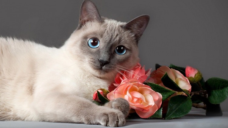 Тайская кошка