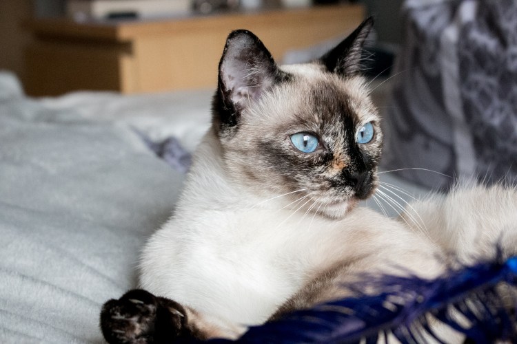 Тайская кошка торти Пойнт