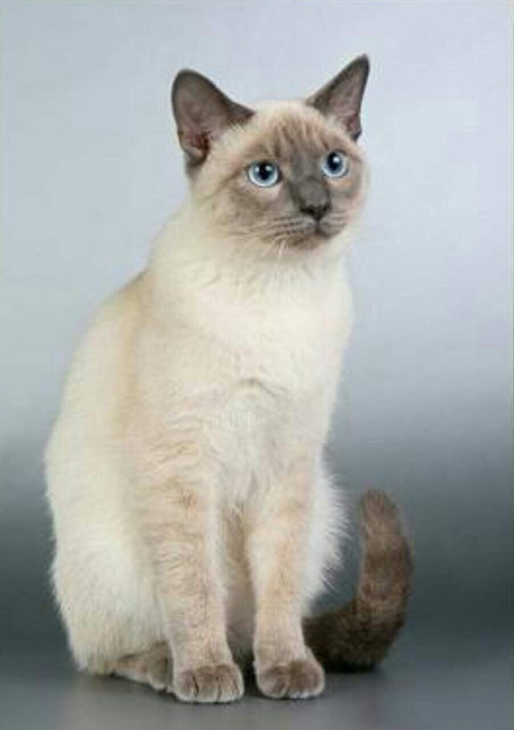 Сиамская кошка сил-Пойнт