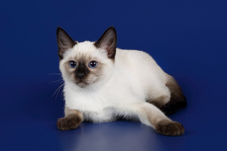 Тайская кошка Лайлак Пойнт