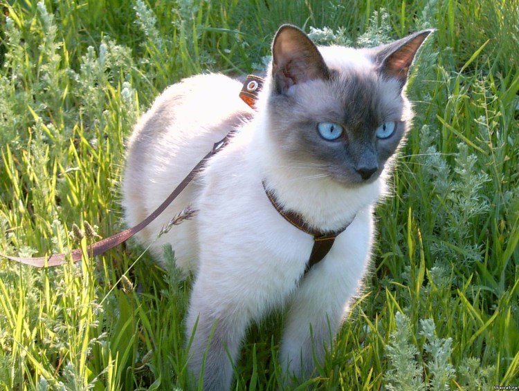 Тайская кошка тэбби поинт