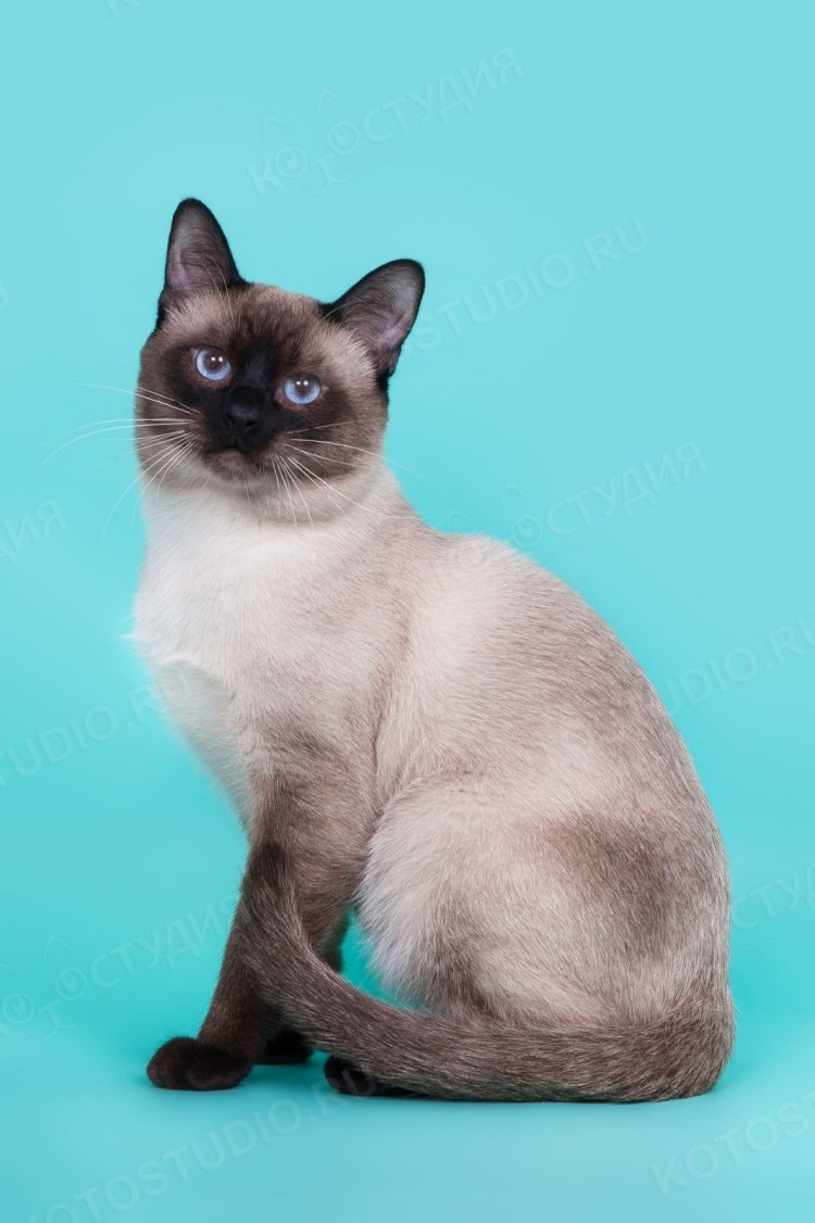 Сиамский кот метис