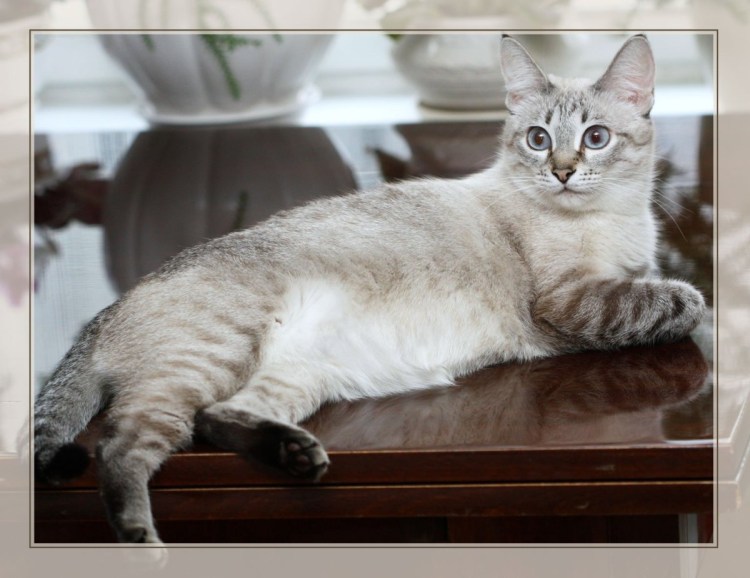 Райская кошка Ре поинт