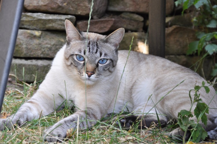 Тайский кот табби Пойнт
