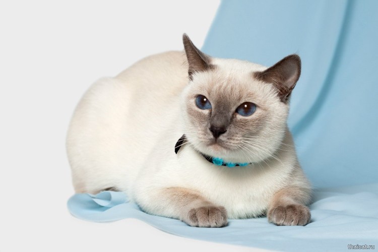 Сиамский и тайский кот