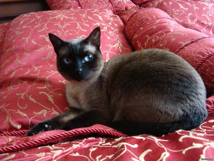 Сиамская кошка сил-Пойнт