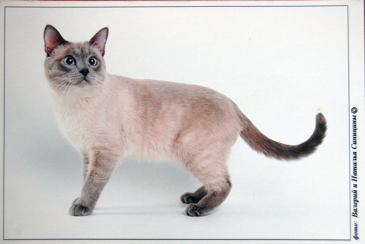 Блю тебби Пойнт тайская