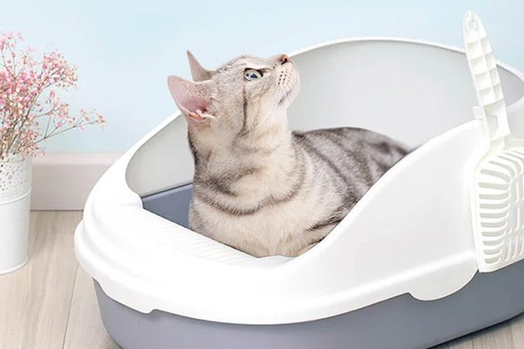 Лучший туалет для кошек