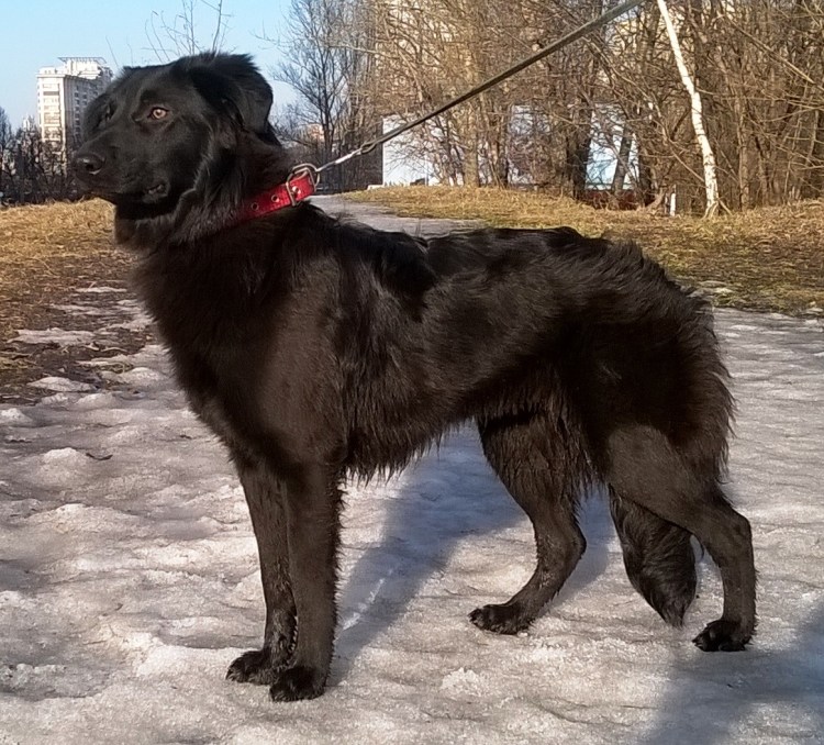 Дворянская овчарка