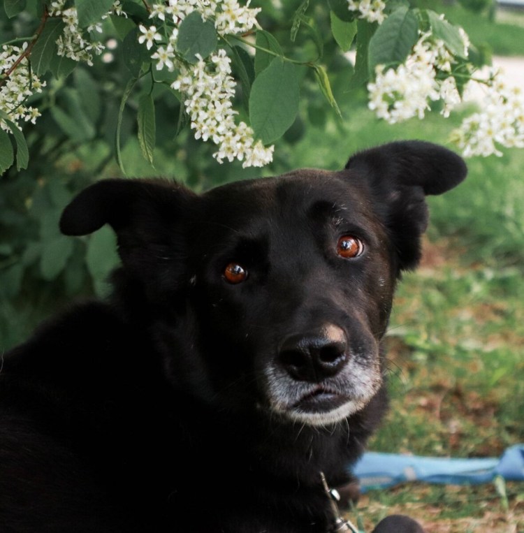 Метис черной овчарки