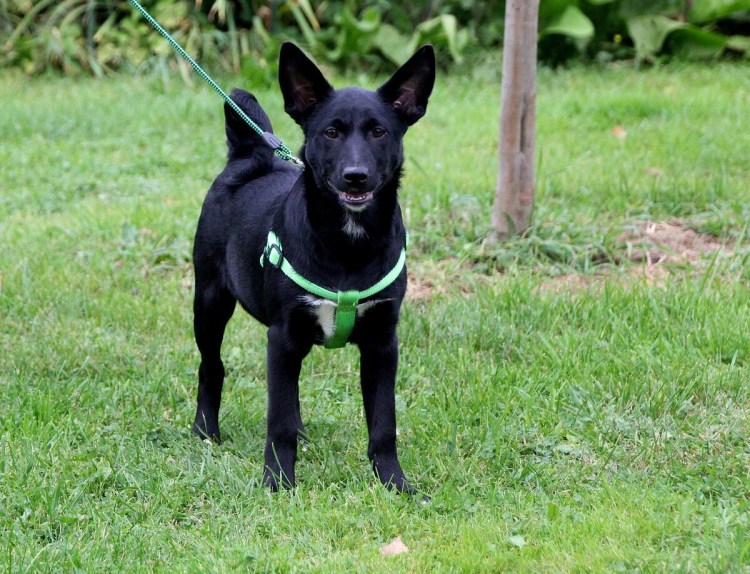 Черная ушастая собака