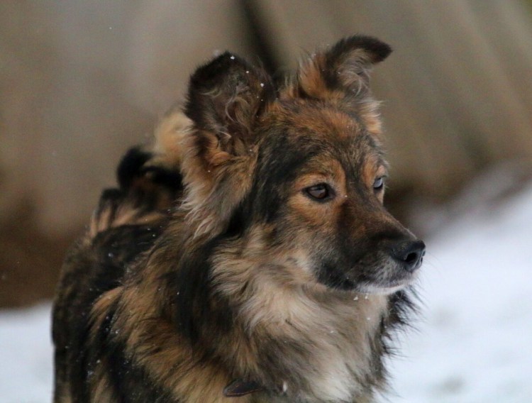 Чистокровный дворянин собака