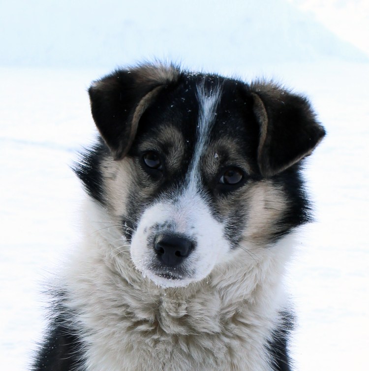 Шелти окрас Блю-Мерль