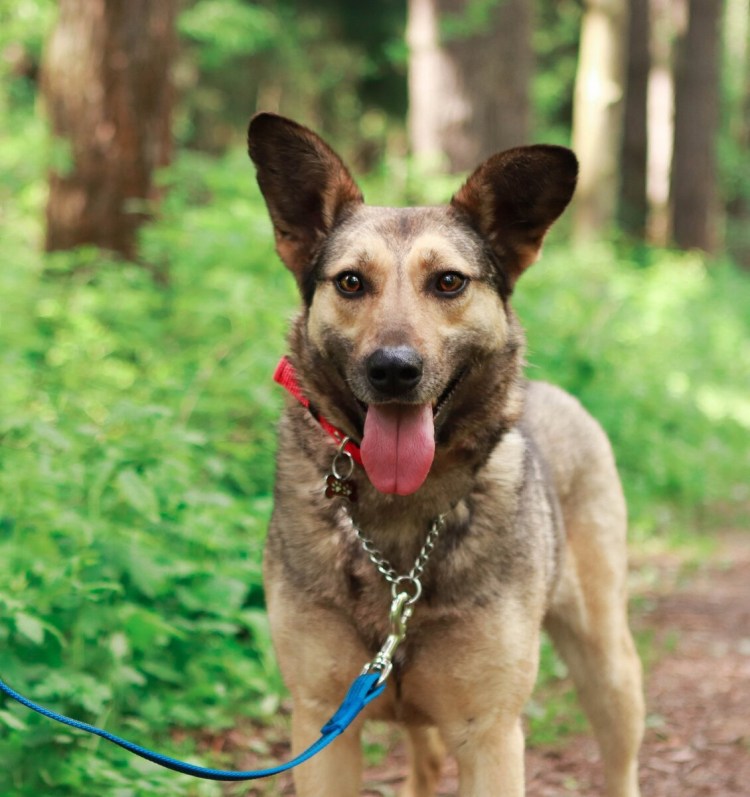 Дворянин порода собаки