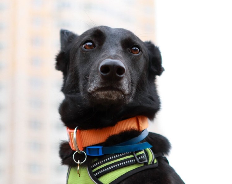 Русская Дворянская собака