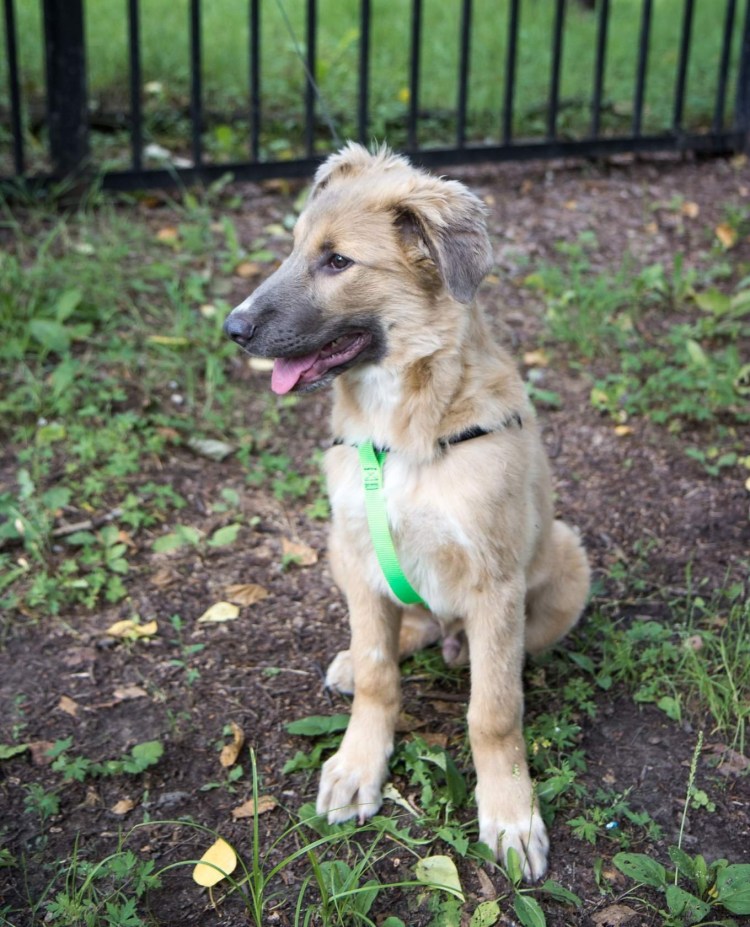 Дворянка собака