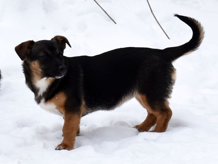 Щенок дворянин