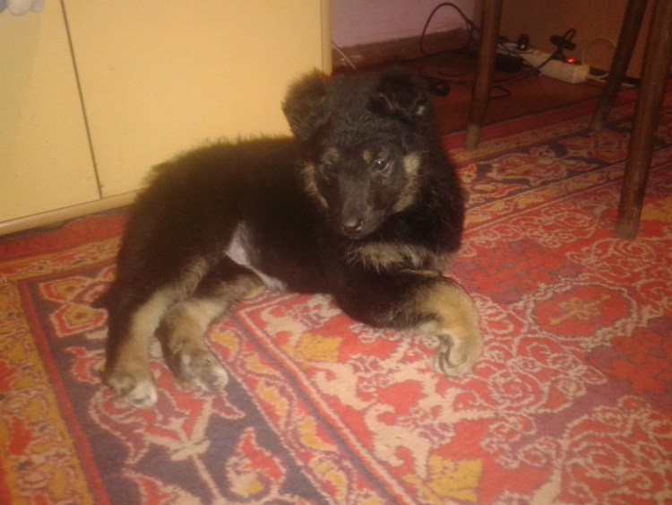 Собака Майя