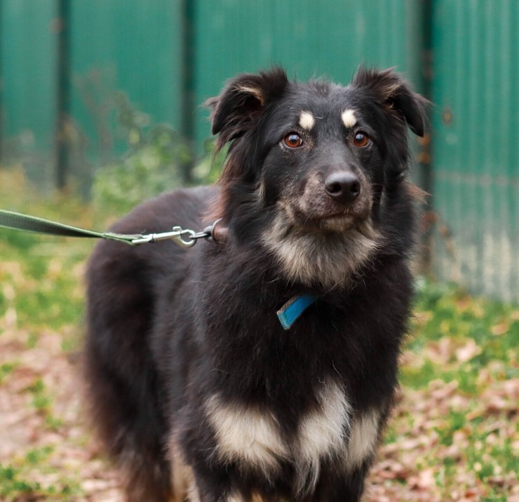 Щенок Дворянская