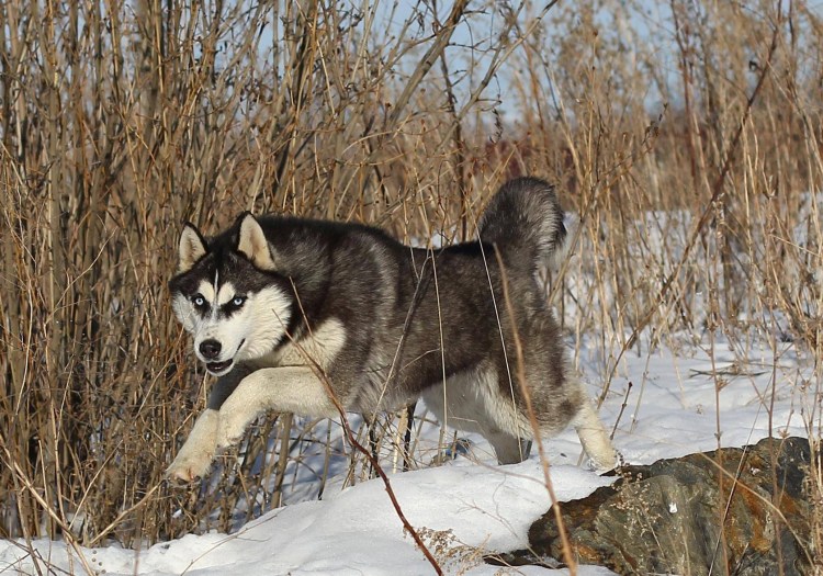 Южно Африканская овчарка