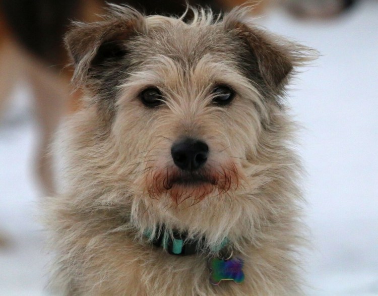 Дворянин порода собаки