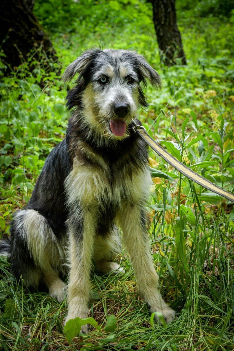 Франт собака