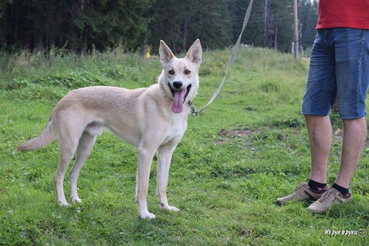 Дворянская порода собак