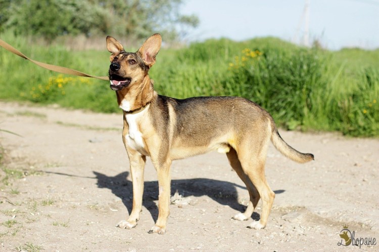 Белорусская Дворянская порода собак